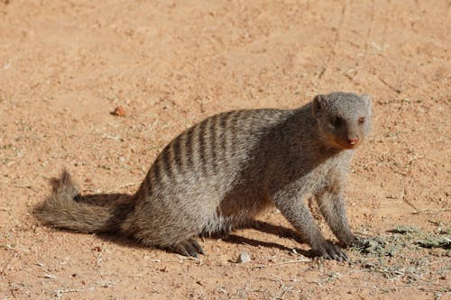Free stock photo of animal, banded mongoose, cute