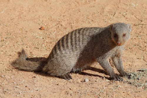 Free stock photo of animal, banded mongoose, cut