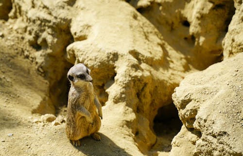 Close-Up Shot of a Meerkat 