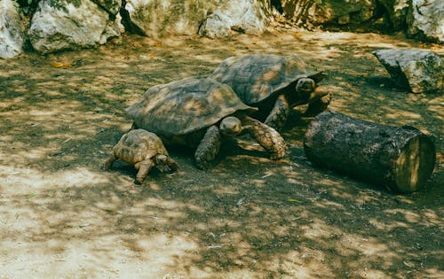 Tortoises Crawling on the Ground Near Wooden Log