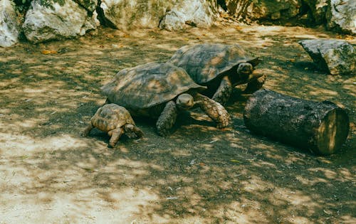 Foto d'estoc gratuïta de amfibis, animal, animals aquàtics