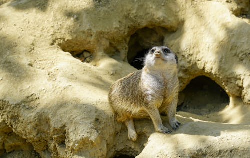 Close-Up Shot of a Suricate 