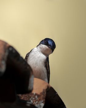  Swallow