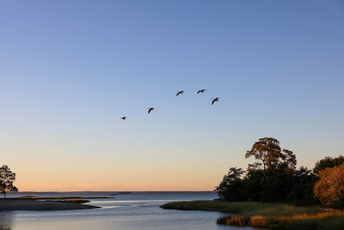 Flock of Birds Flying Over the Lake