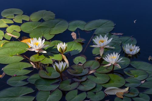 Free Serene water lilies blooming on a peaceful pond, showcasing nature's beauty. Stock Photo