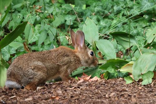 Free Adorable cottontail rabbit nestled in lush green foliage, captured in Darien, CT. Stock Photo