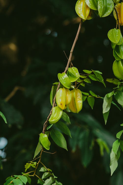 Fotos de stock gratuitas de carambola, de cerca, Fruta