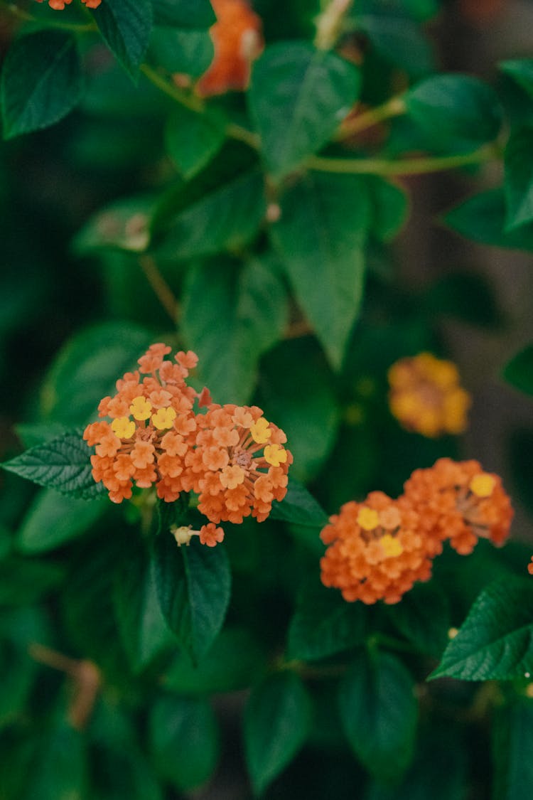 West Indian Lantana In Close-up Photography