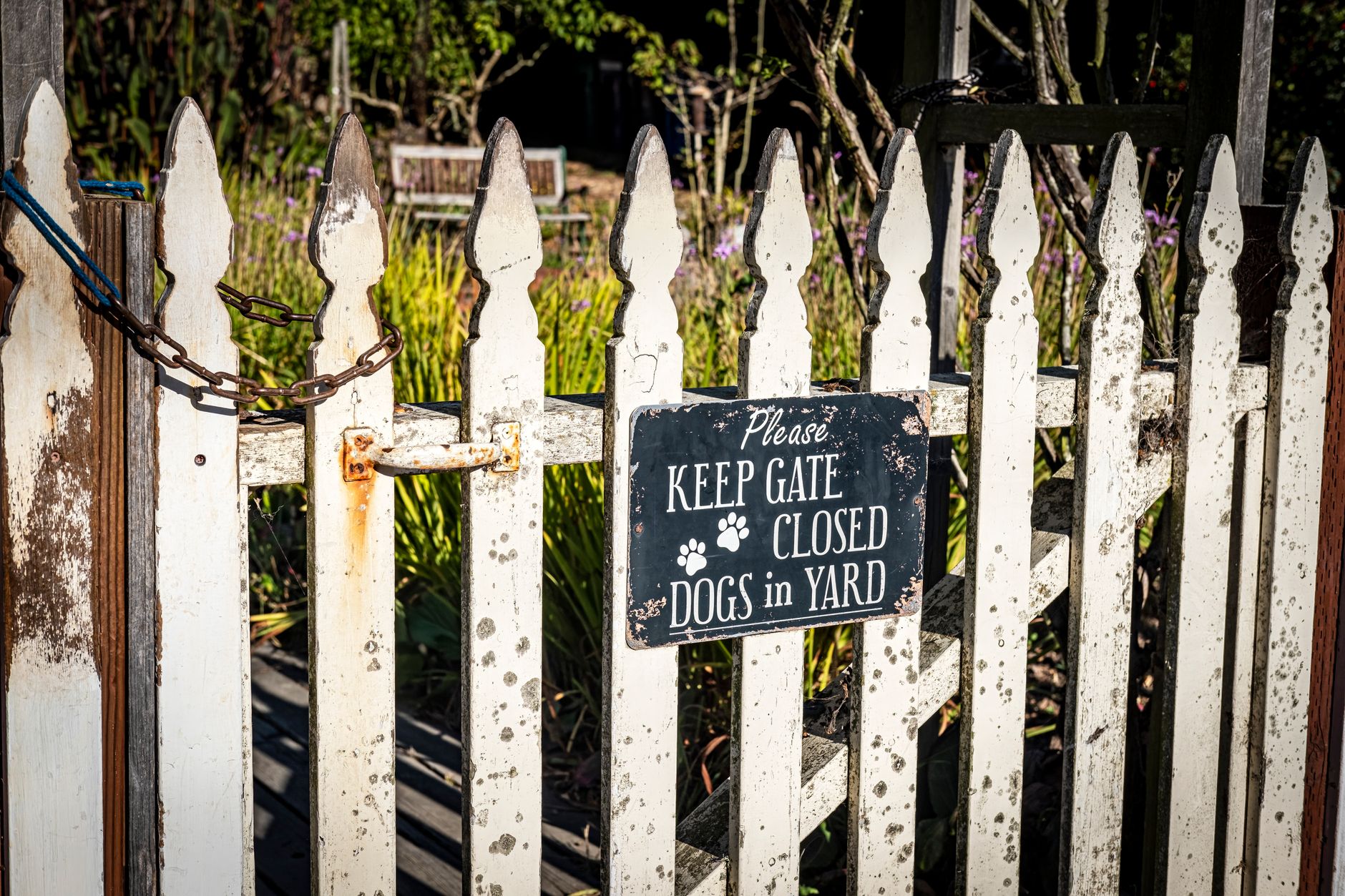 Unfenced Yard Safety: Would Your Dog Actually Stay?