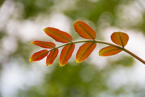leaf autumn leaf bokeh