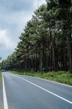 An empty road through a lush forest with green trees and a calming blue sky, perfect for a tranquil journey.