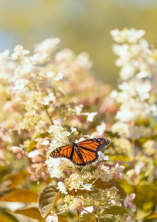 Monarch Butterfly Perched on White Flower
