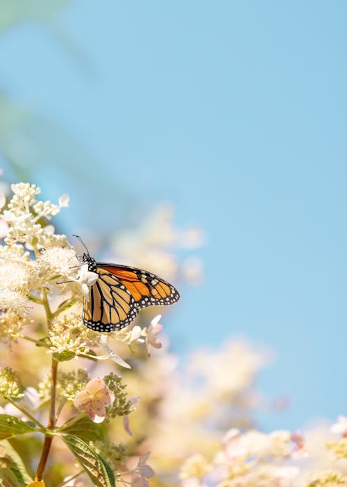 Monarch Butterfly Perched on White Flower Under Blue Sky