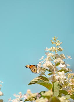 Monarch butterfly perched on white flowers against a clear blue sky in Toronto, capturing nature's elegance.
