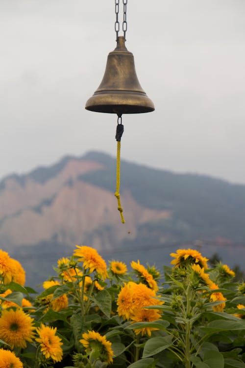 bell  mountain sunflower