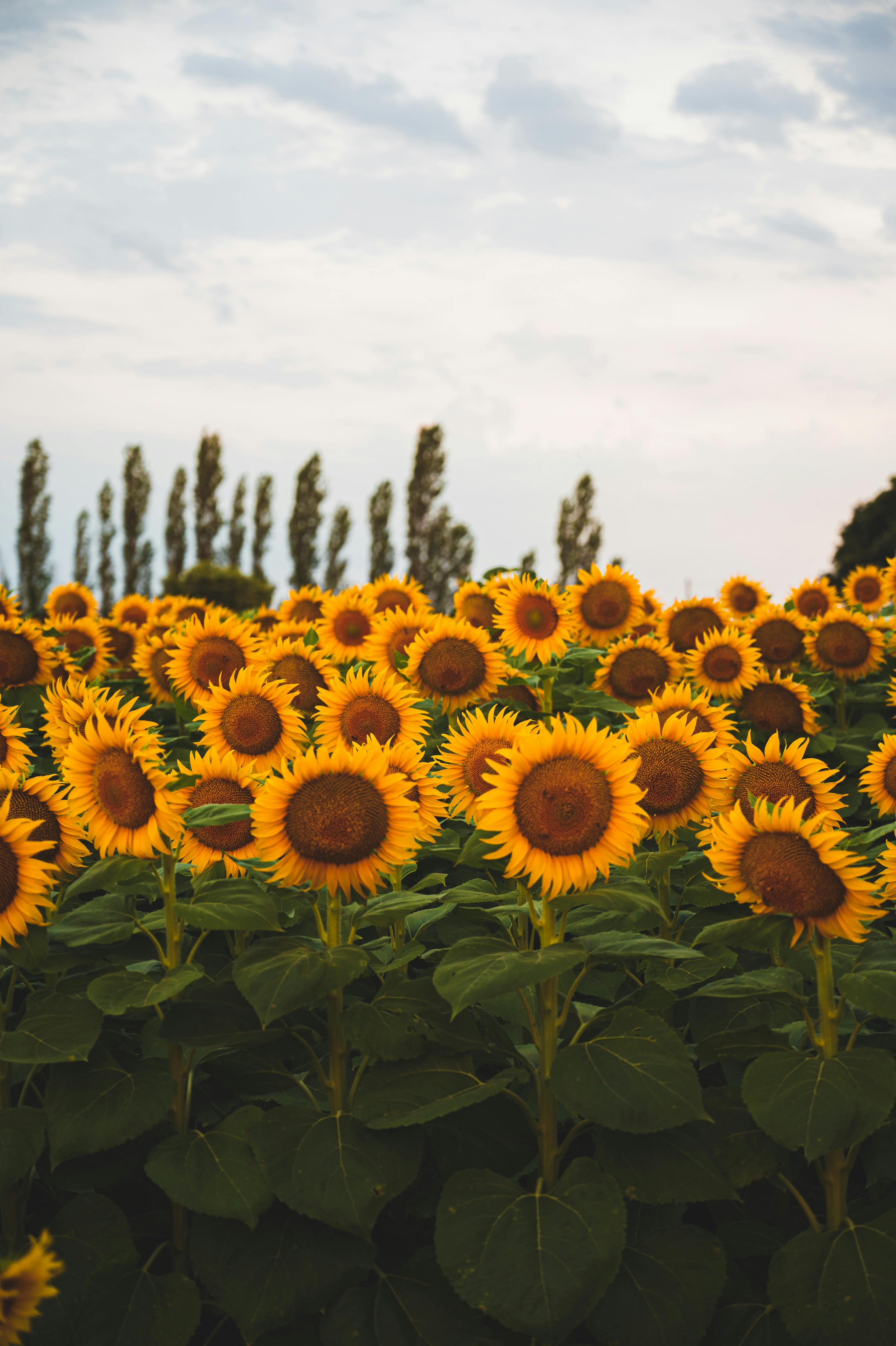 ฟรี คลังภาพถ่ายฟรี ของ @กลางแจ้ง, helianthus, กลีบดอกสีเหลือง คลังภาพถ่าย
