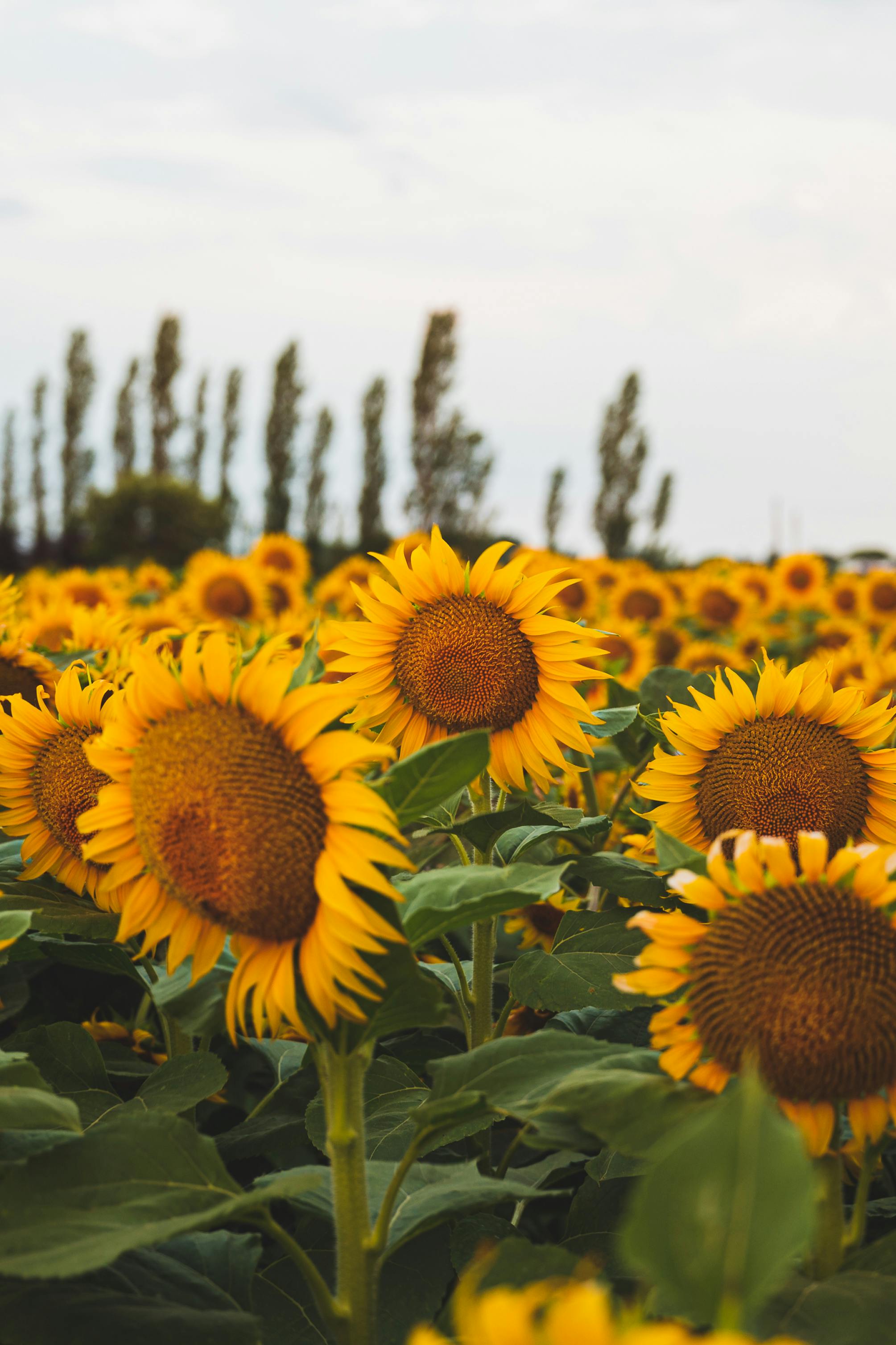 A scenic meadow of bright sunflowers blooming under a cloudy sky, capturing the essence of summer.