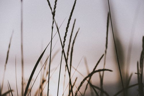 Free A tranquil close-up of grass blades silhouetted against a gentle sunrise in Tallinn, Estonia. Stock Photo