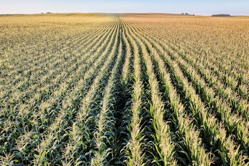 Foto d'estoc gratuïta de agricultura, camp, camps de cultiu