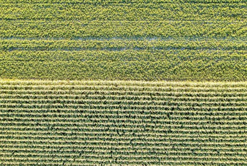 An Aerial Photography of Green Grass Field