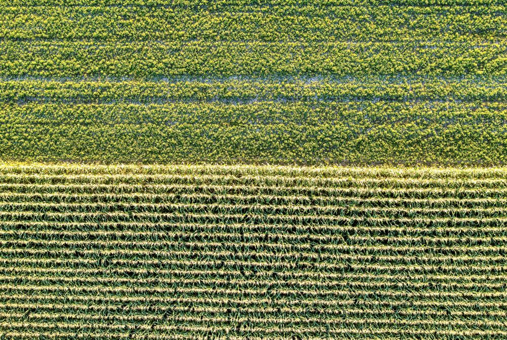 DollarShamba – AgriTech Platform