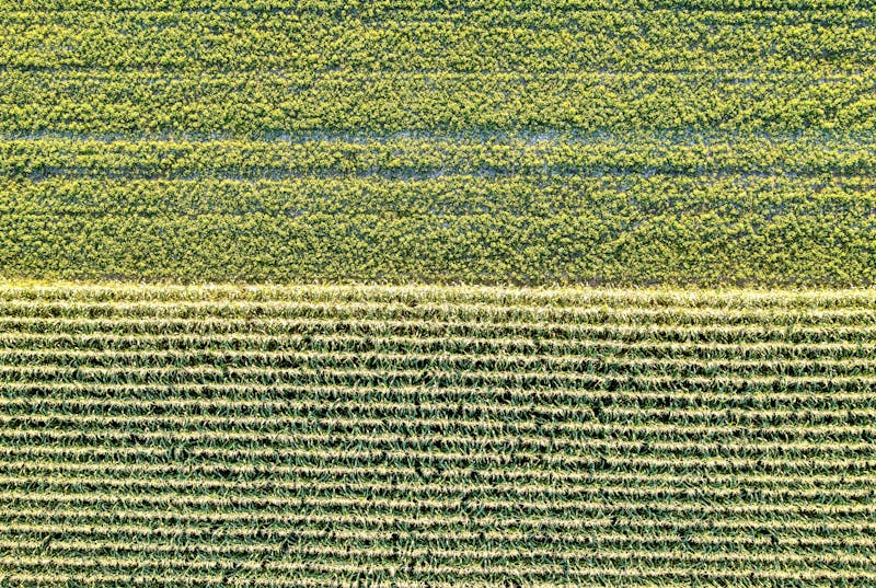 Aerial view of green grass field