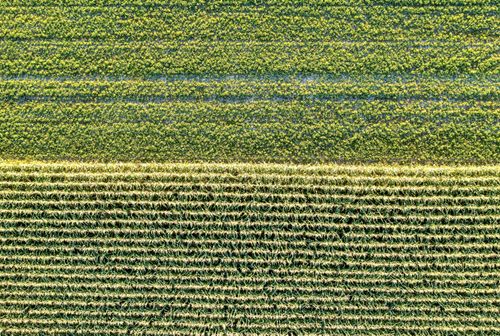 Free Drone shot capturing lush green fields in Elgin, Minnesota, showcasing agricultural patterns. Stock Photo