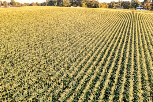 An Aerial Photography of Grass Field