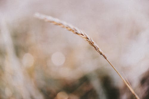 セレクティブフォーカス, 小麦草, 閉じるの無料の写真素材