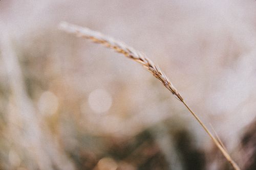 Free Artistic close-up of wheat grass with blurred background, capturing nature's simplicity. Stock Photo