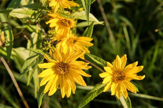Yellow Sawtooth Sunflower 