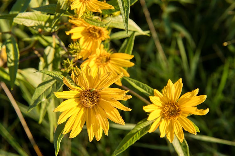 Yellow Sawtooth Sunflower 