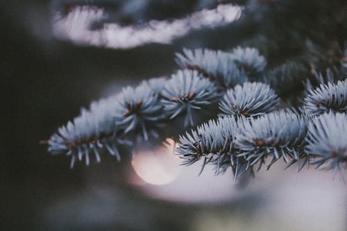 Close-up of a Fir Branch 