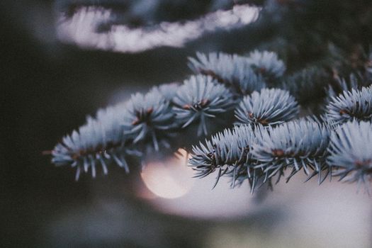 Detailed view of a coniferous branch with soft light and blurred background.