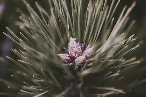 Close-up of a Conifer Twig 