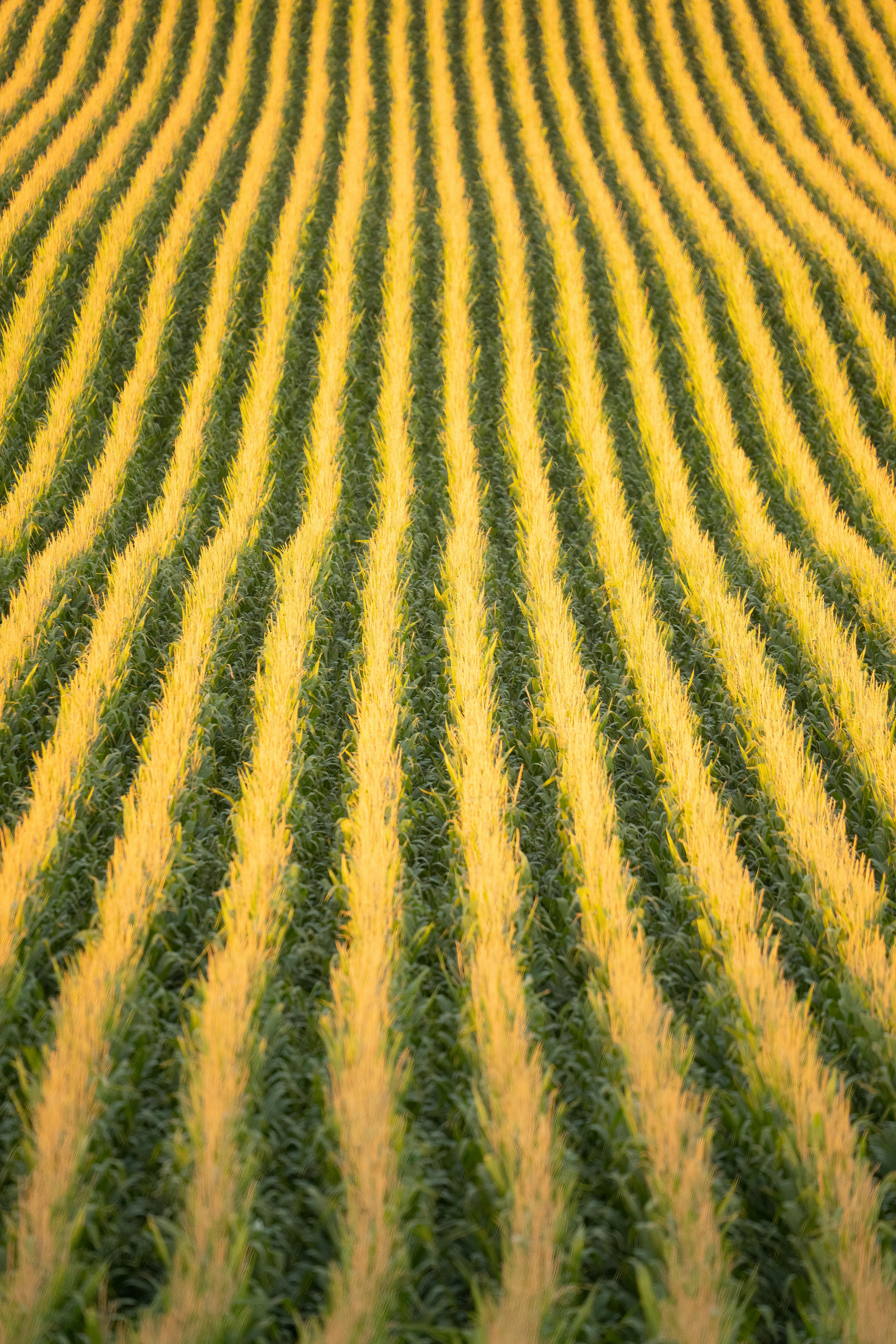 Field Lines Photos, Download The BEST Free Field Lines Stock Photos