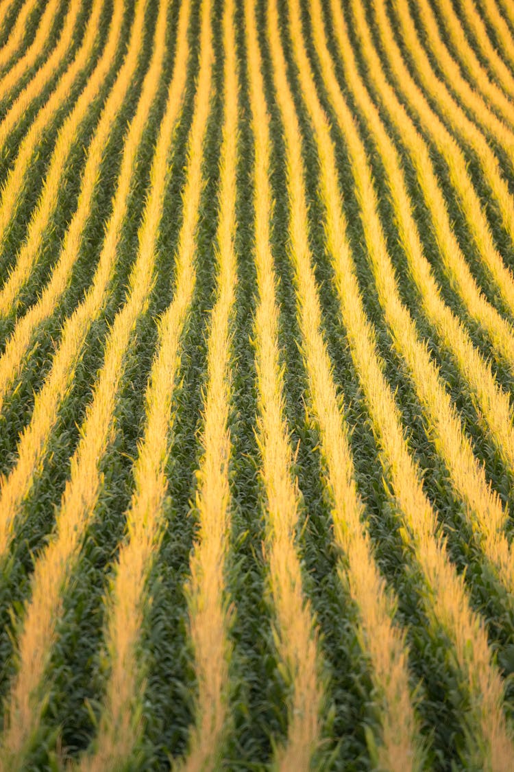 Cereal Lines In Agriculture Field