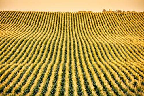 Free An Aerial Shot of a Corn Field Stock Photo