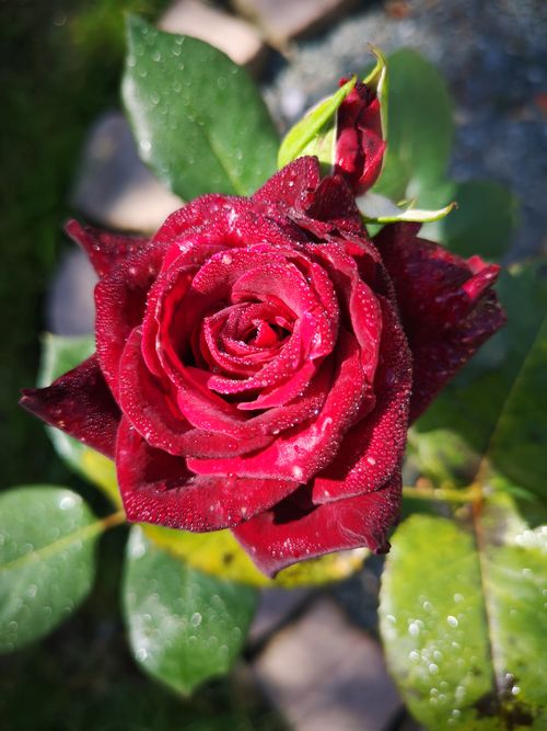 Free A close-up of a vibrant red rose with dewdrops, captured on a sunny day, showcasing natural beauty. Stock Photo