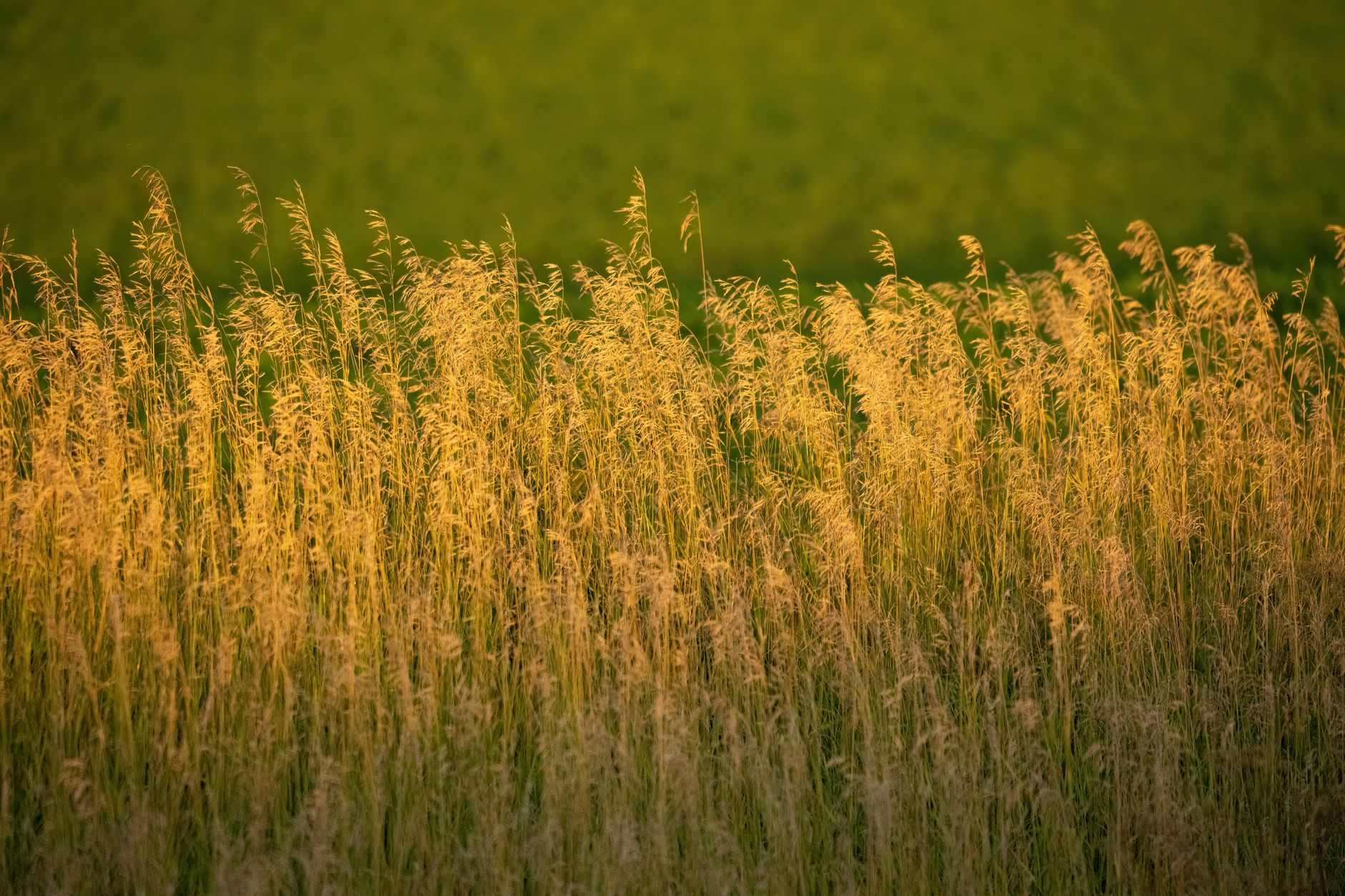 Sunlit wheat field in Elgin, MN, capturing rural serenity and growth.