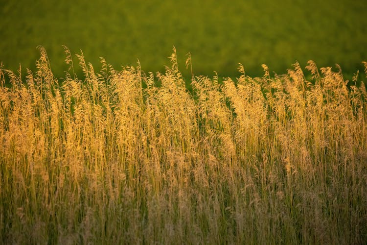 Cereal Field In Summer