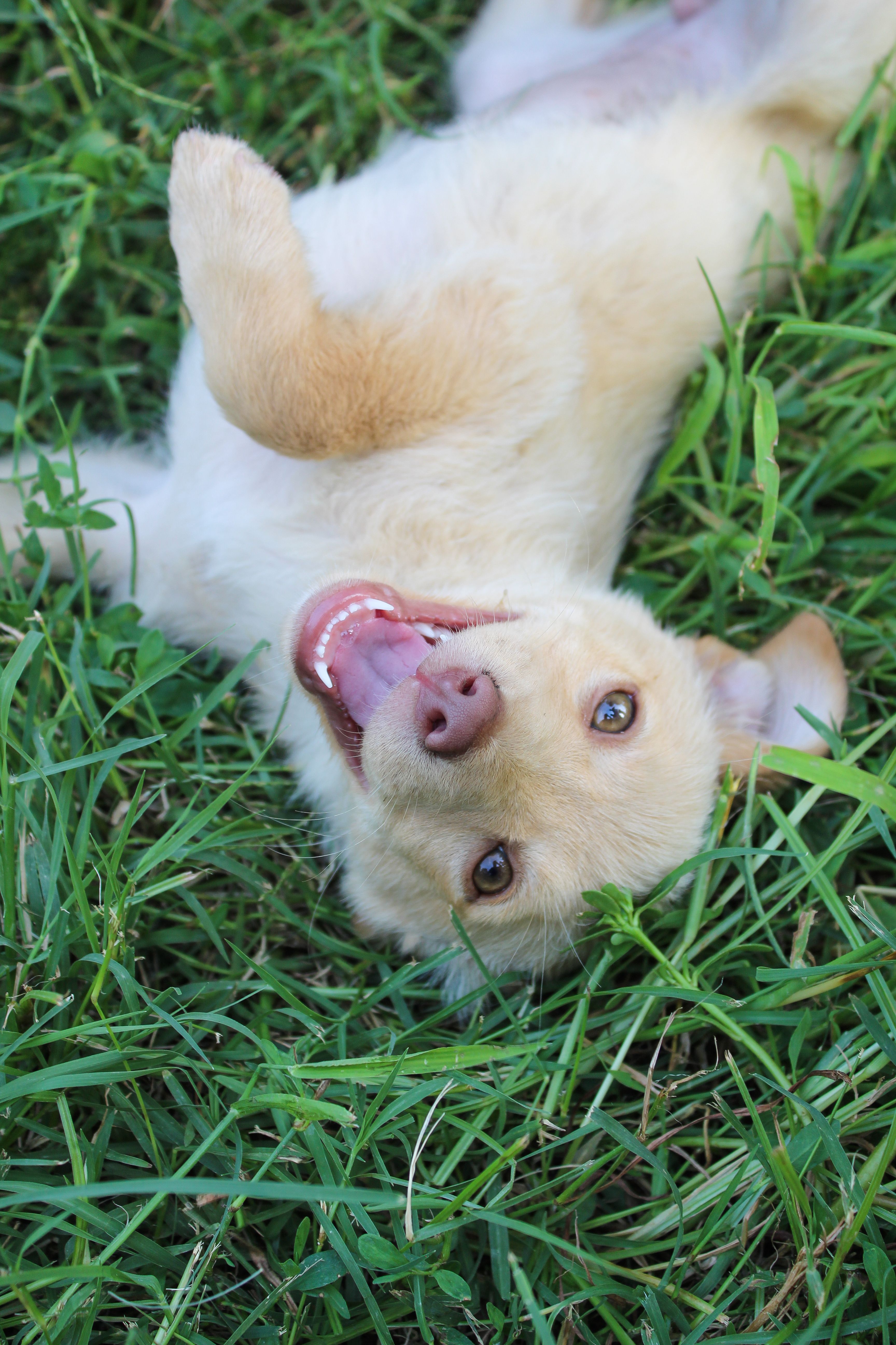 Joyful puppy playfully lying on the green grass, showing a happy expression.
