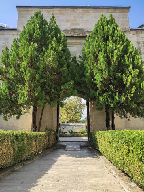 Green Tree Near White Concrete House