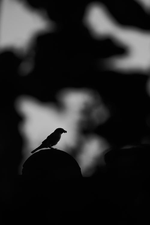 คลังภาพถ่ายฟรี ของ ขาวดำ, ซิลูเอตต์, นก