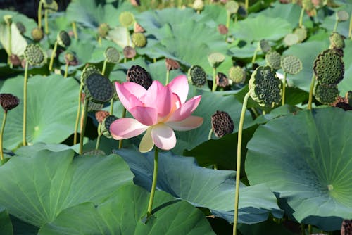 Free Pink and White Lotus Flower Stock Photo