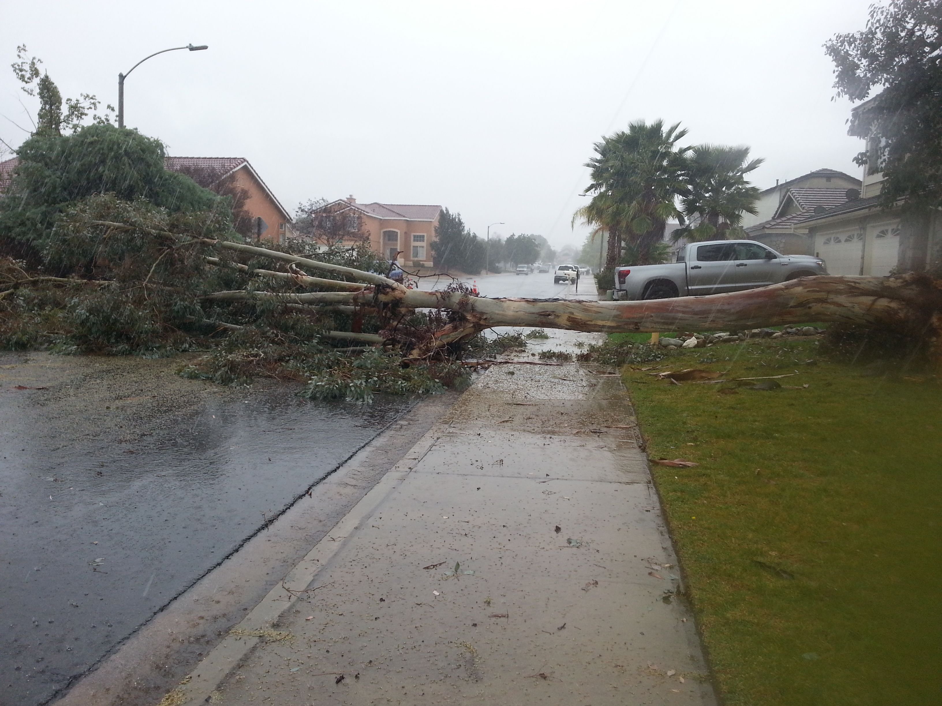 Free stock photo of fallen trees, road, sidewalk