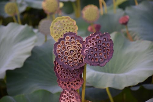 Close Up Photo of Lotus Flower Seeds