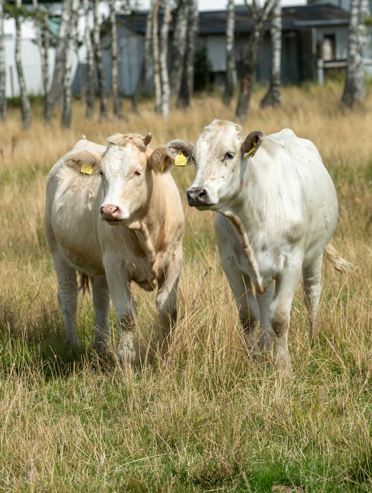 Calves On Green Grass Field