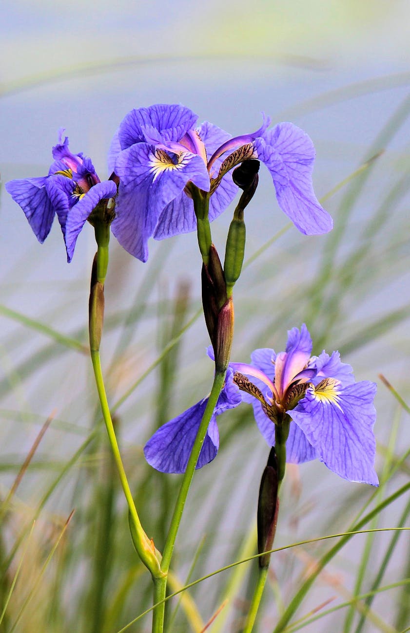 Fairbanks Holland America excursions