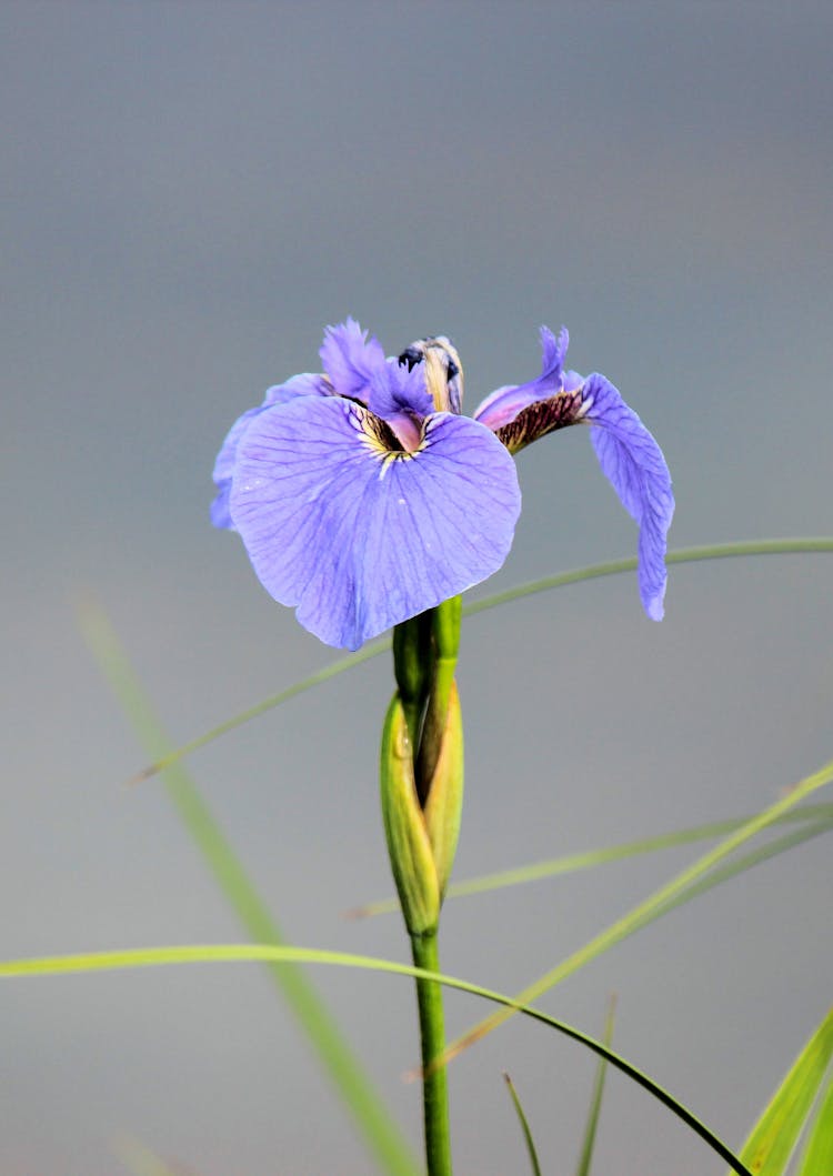 Purple Flower In Macro Shot